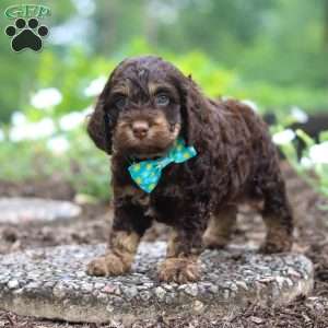 Milo, Cockapoo Puppy